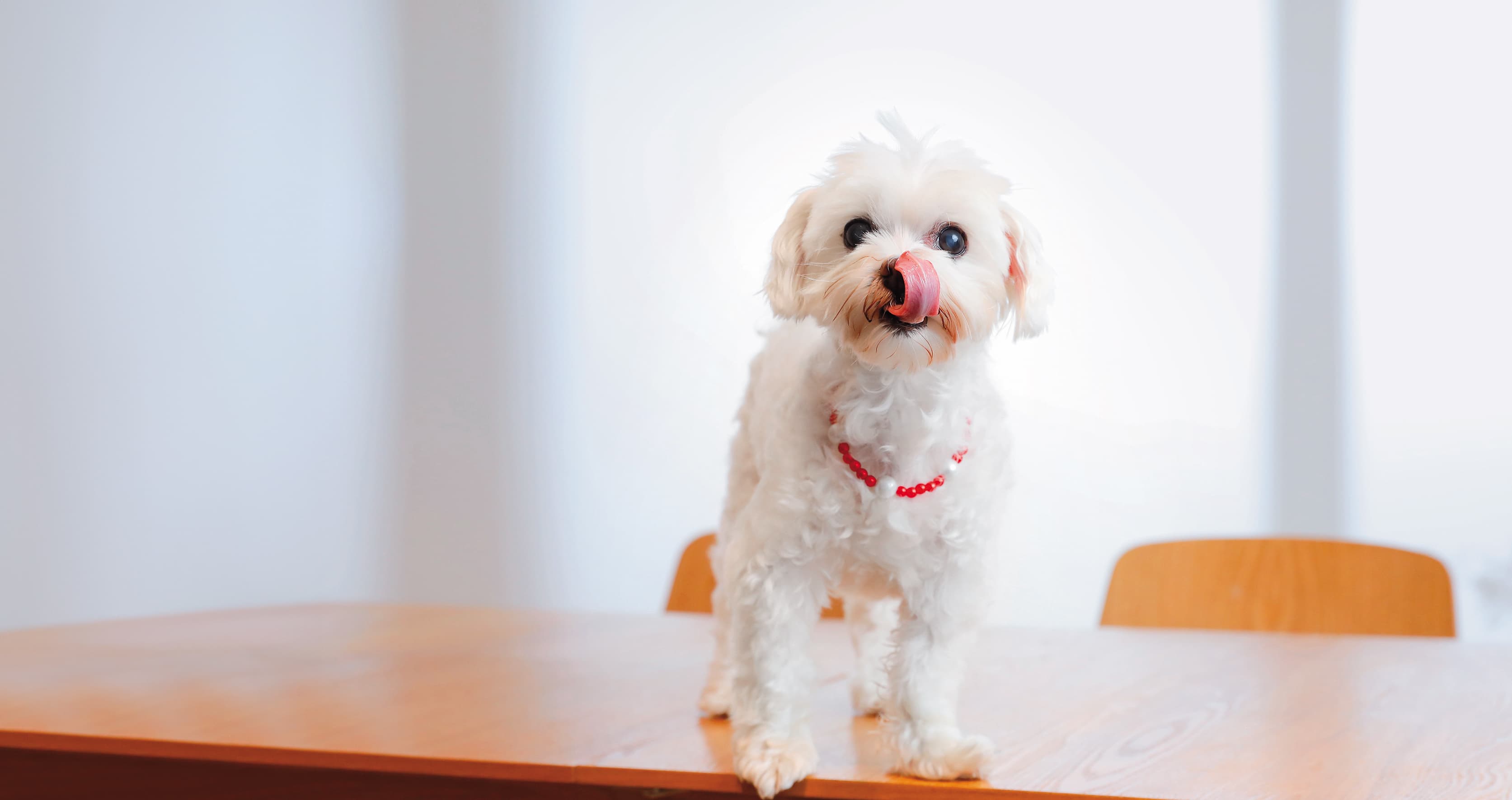12歲的老犬Pony性格活潑,最愛在工作室當公關狗,跟客人互動討摸。