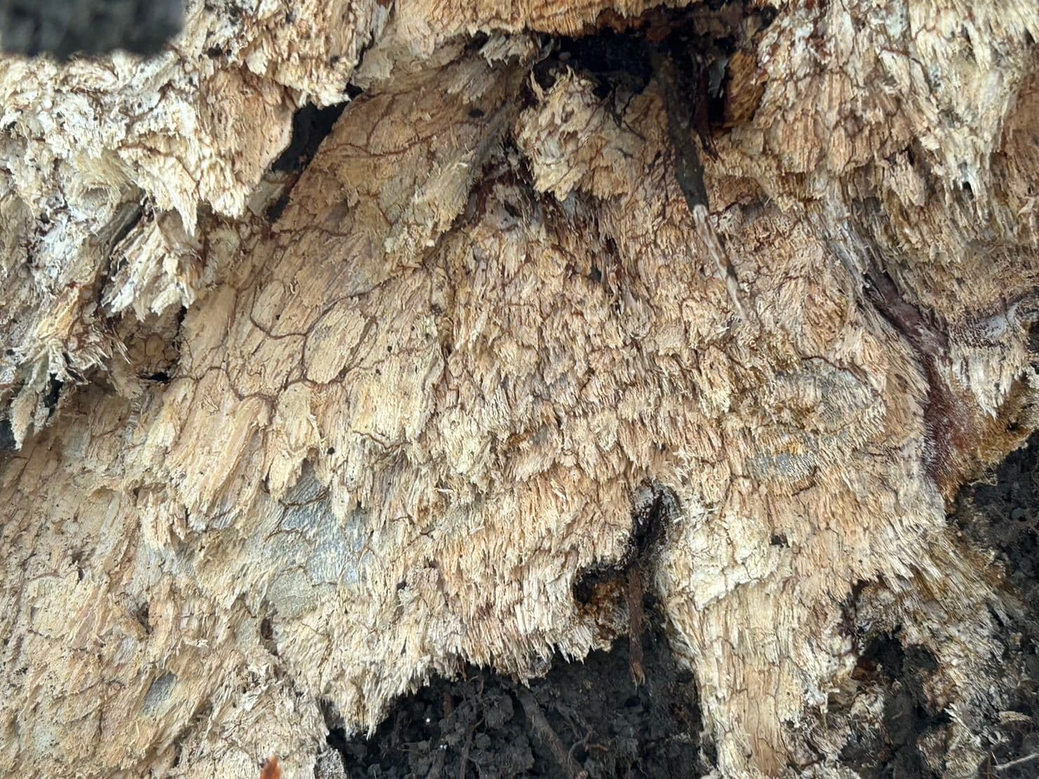 倒塌的榕樹可能罹患褐根病。（台北市公園處提供）