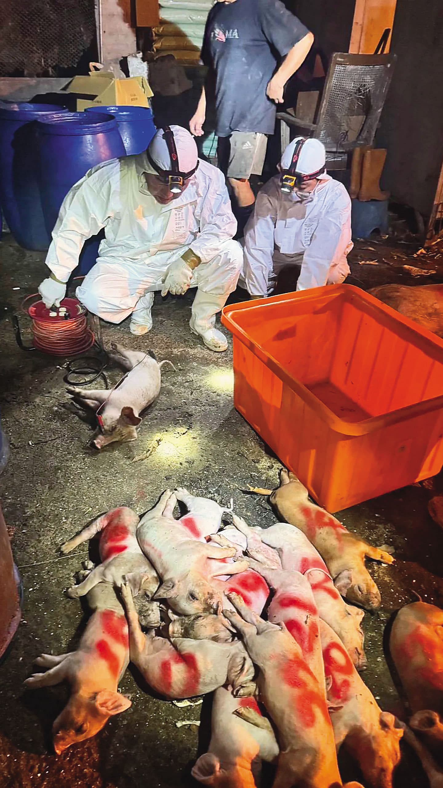 台中梧棲一處養豬場爆非洲豬瘟,感染的豬隻已遭撲殺,並緊急消毒。(農業部提供)