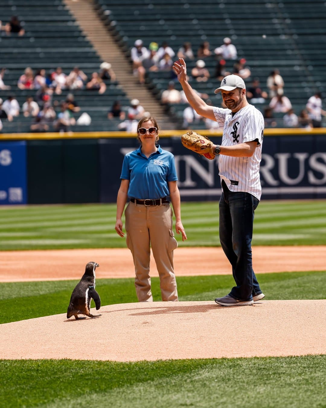 擔任開球嘉賓的企鵝順利登上投手丘。（翻攝X@whitesox）
