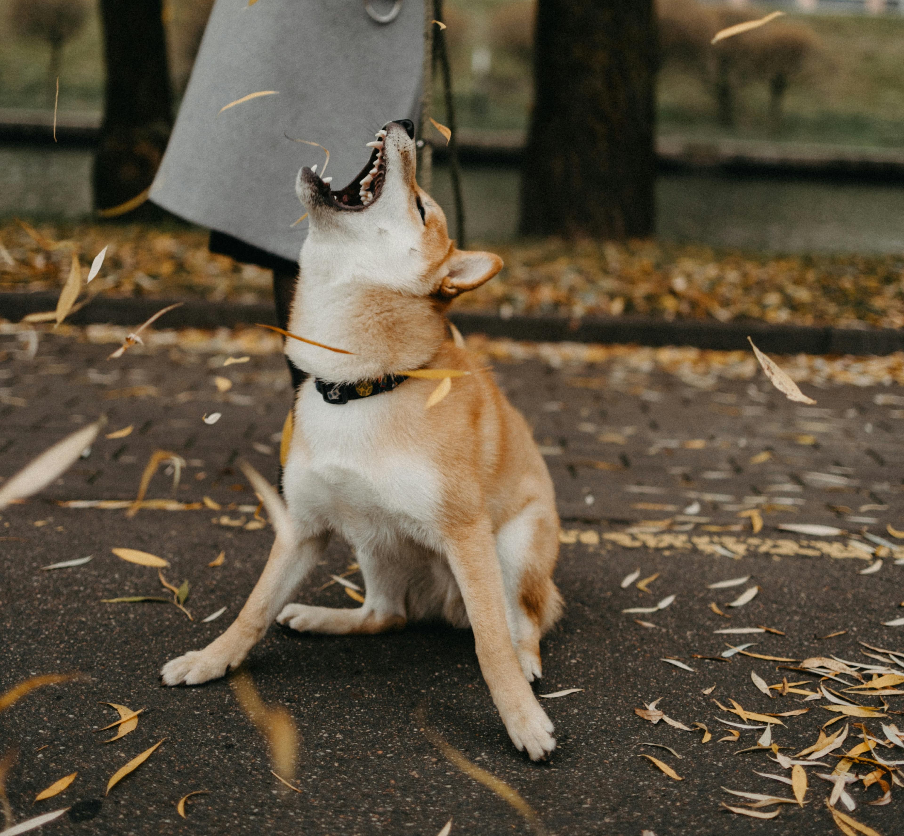 柴犬以「叛逆、任性」的性格聞名。示意圖。(pexels)