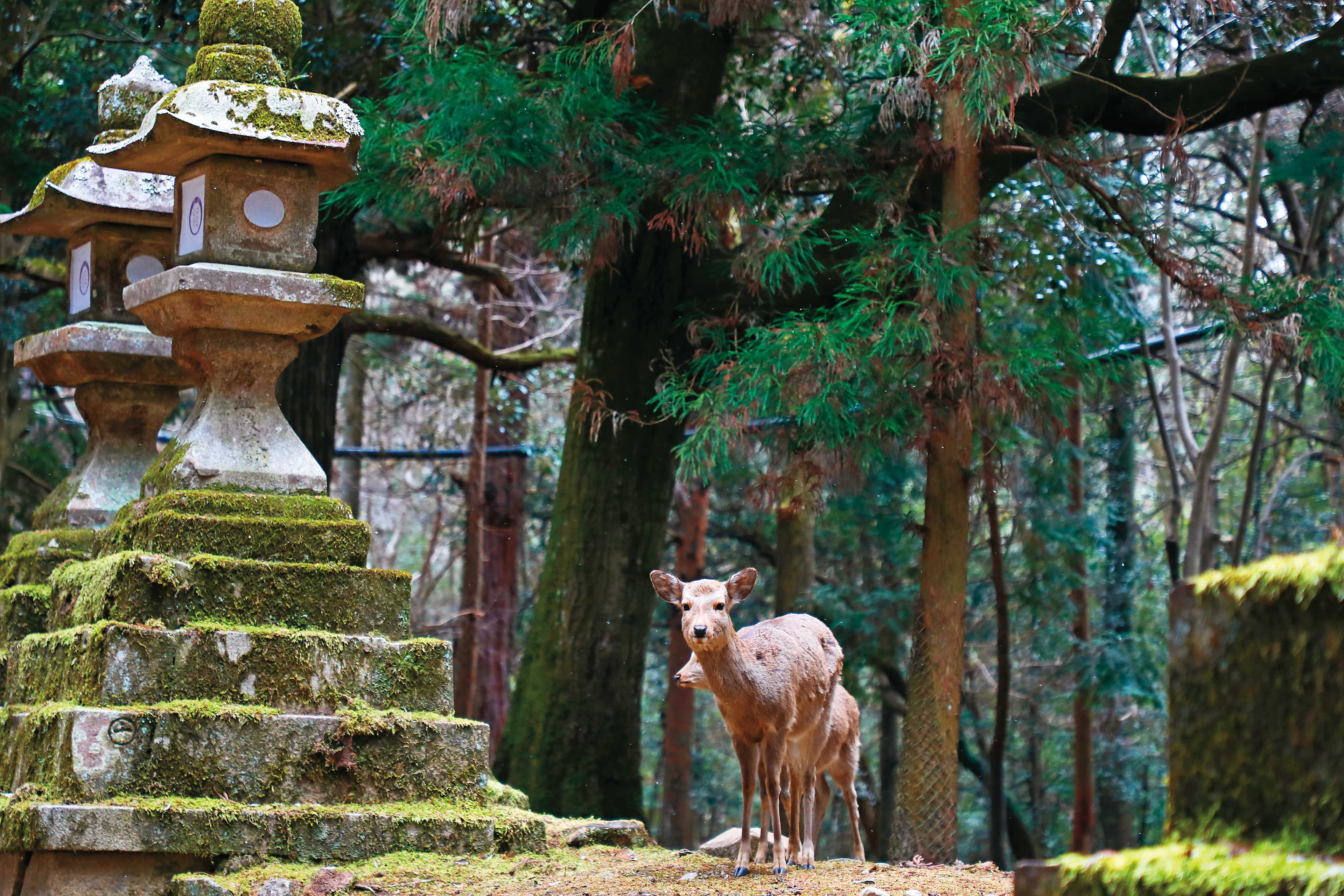 保留原始生態的奈良公園,棲息著上千隻鹿。