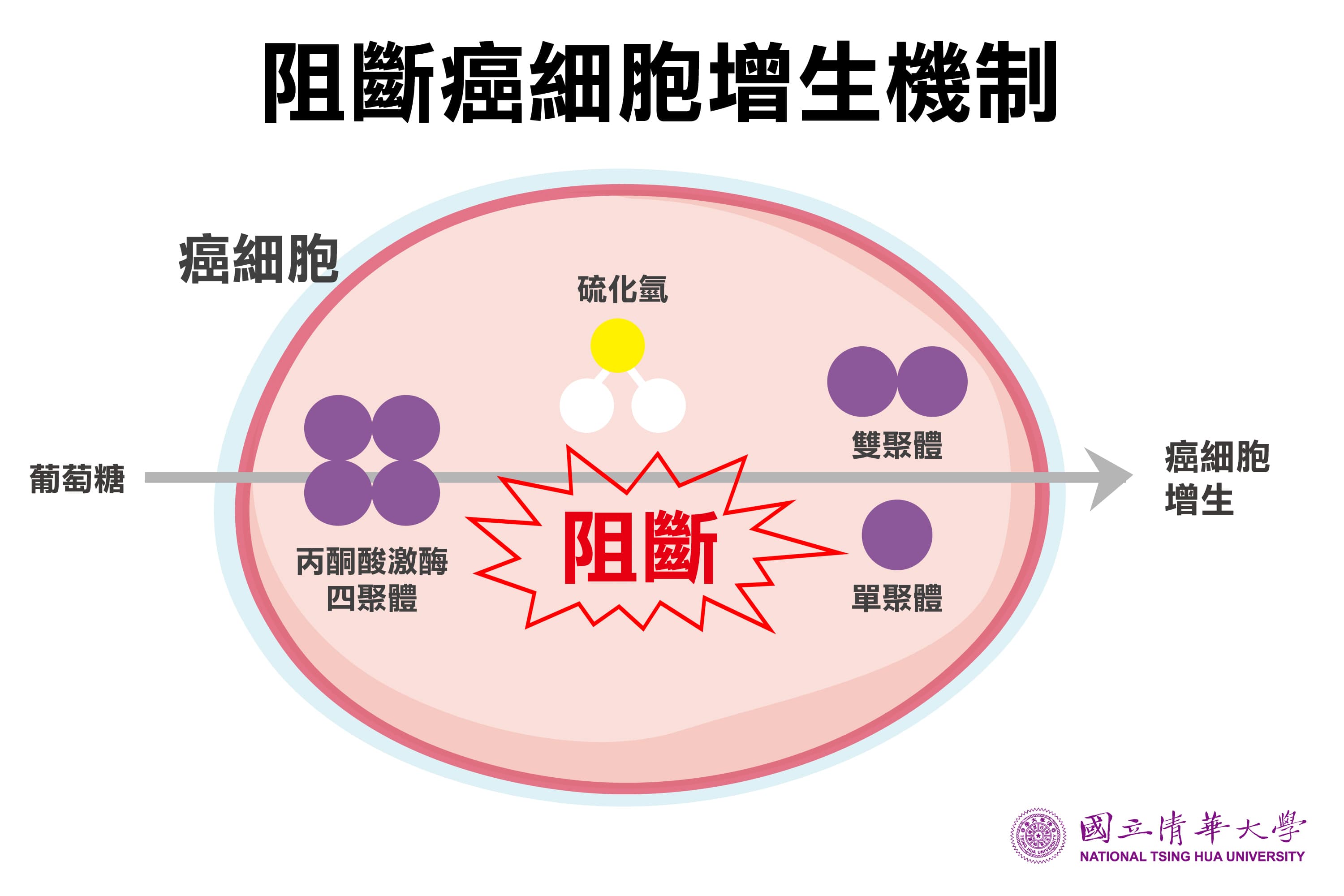 清華大學研究團隊進行實驗,發現癌細胞釋出的硫化氫氣體是影響癌細胞快速生長的關鍵。(清華大學提供)