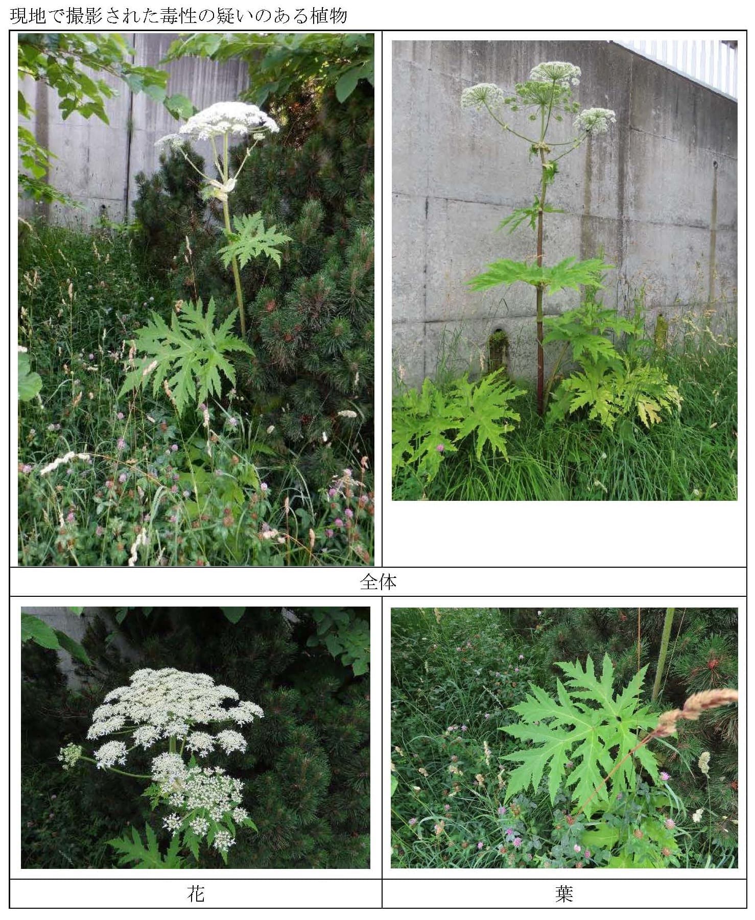 經現場確認，共計發現約30至40株大豬草。（翻攝自@Sapporo_PRD X）