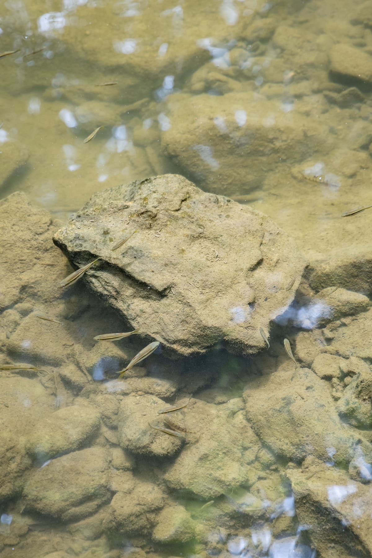 這裡的河川生態多樣化,可看見石灣馬口魚、台灣鏟顎頜魚、粗首鱲等魚種悠游在溪床裡。
