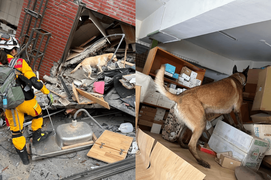 台南搜救犬也投入花蓮地震救災工作。(翻攝自臺南市政府消防局 News臉書)