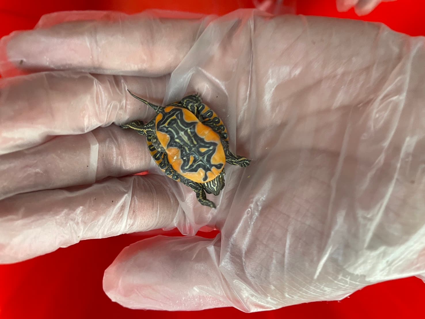 走私生物包括龜類。(海巡署提供)