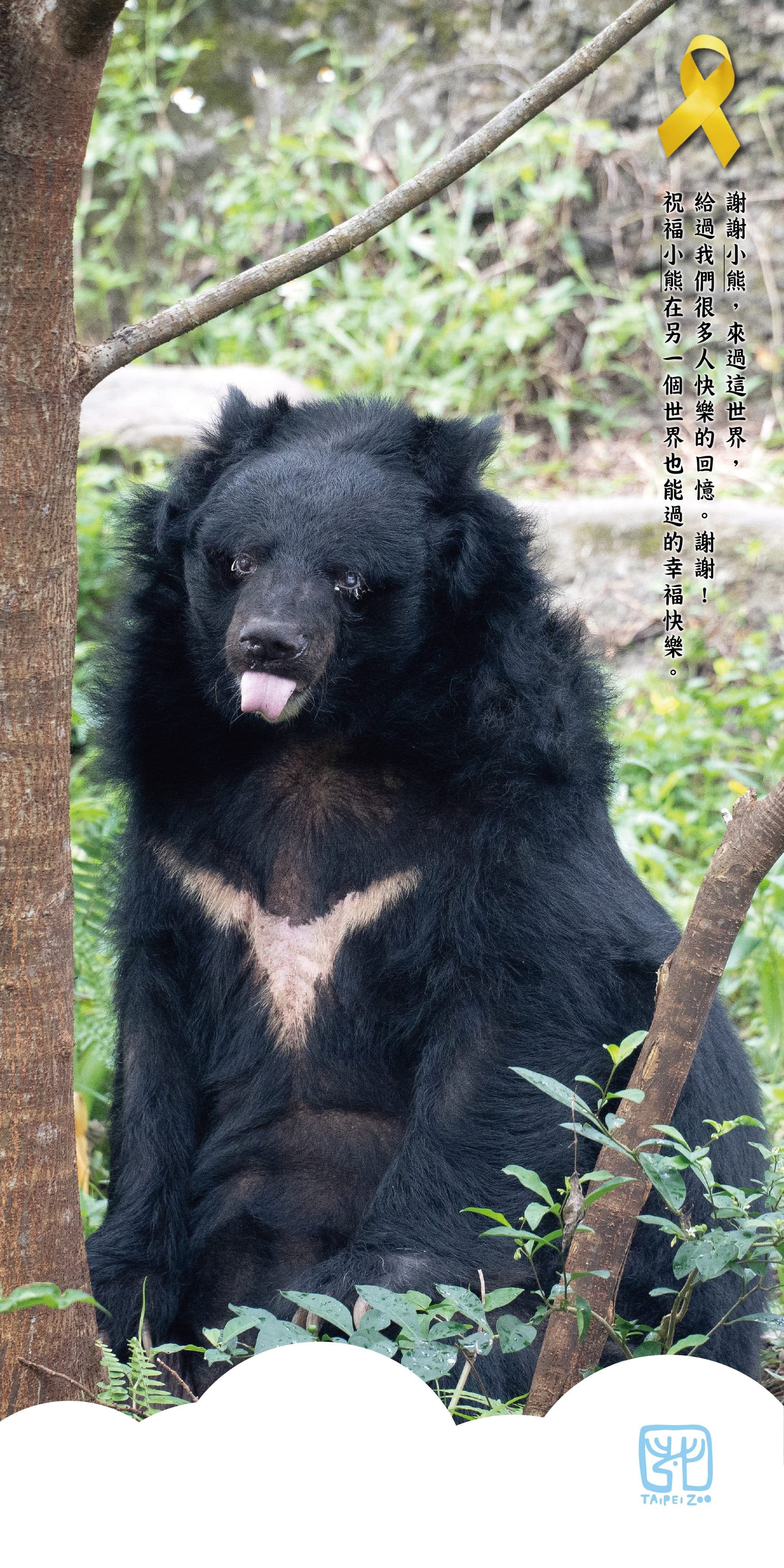 台北市立動物園裡的34歲高齡「小熊」於昨(27日)傍晚辭世。(台北市立動物園提供)