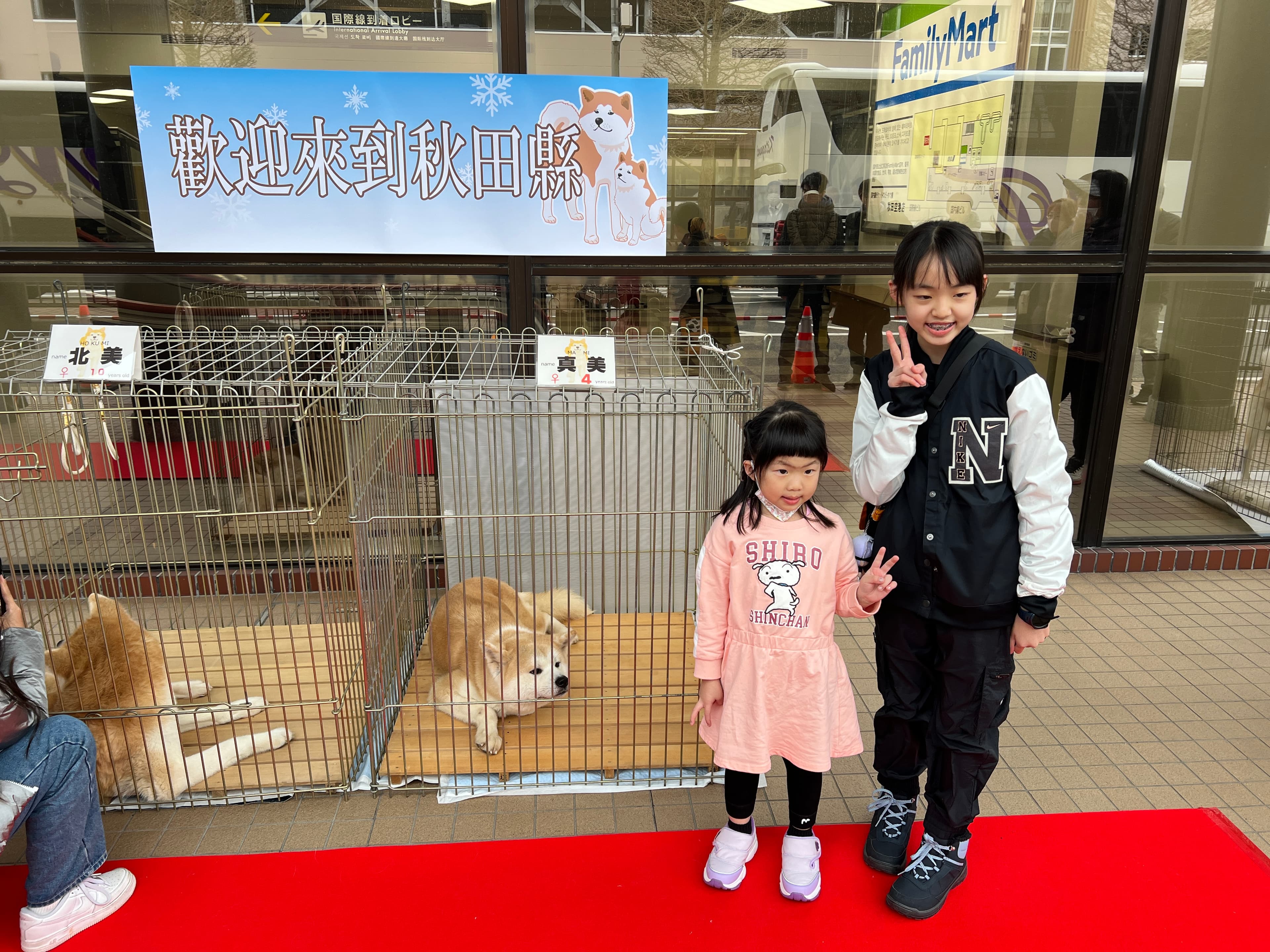 小遊客輪流與秋田犬拍照,可惜狗狗已經等得有點累了,趴下來露出無辜眼神。