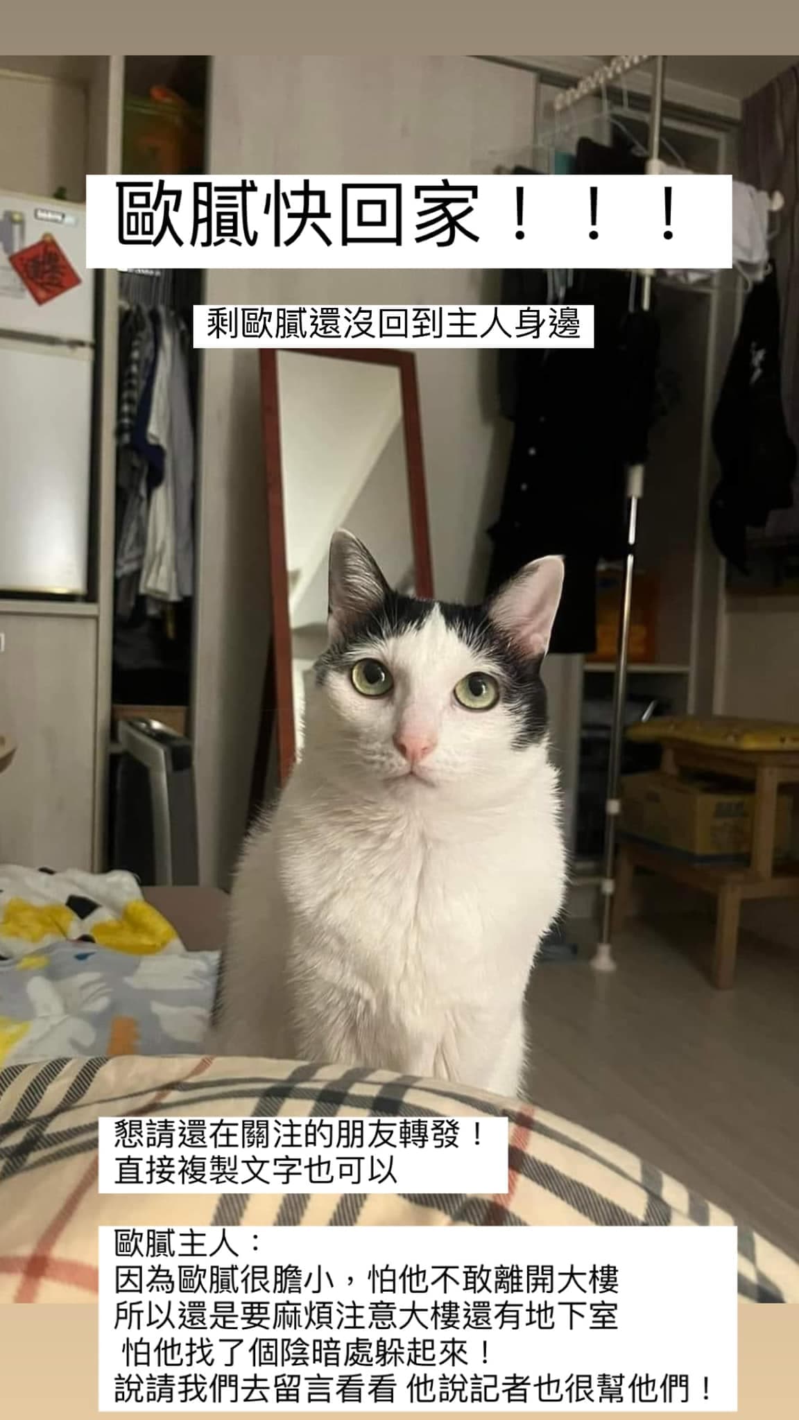 目前天王星大樓還剩乳牛貓歐膩沒有尋獲。(翻攝自貓咪也瘋狂俱樂部 CrazyCat club臉書)