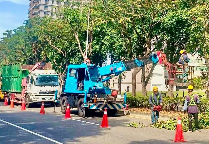 因應康芮颱風，環保局已加強修剪重點路段路樹。（南市府提供）