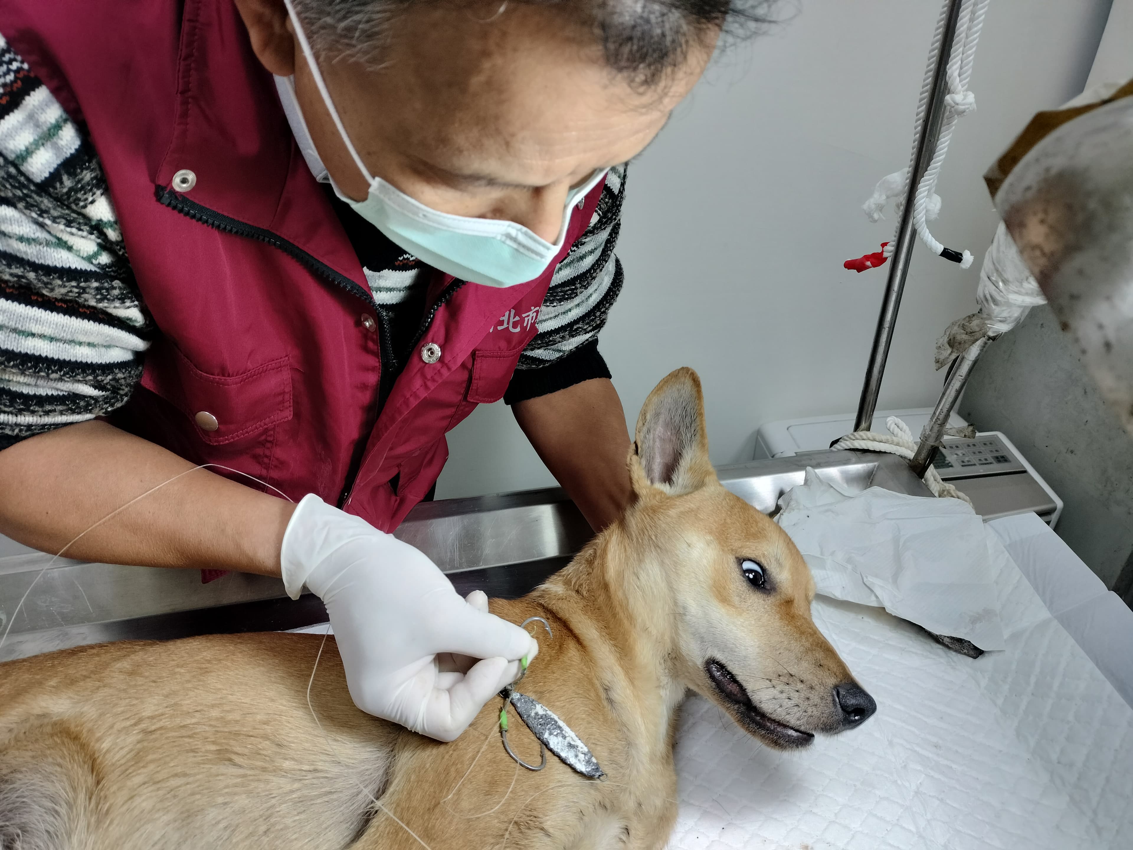 獸醫師謝弘斌小心翼翼將魚鉤剪斷後拔除。(新北動保處提供)
