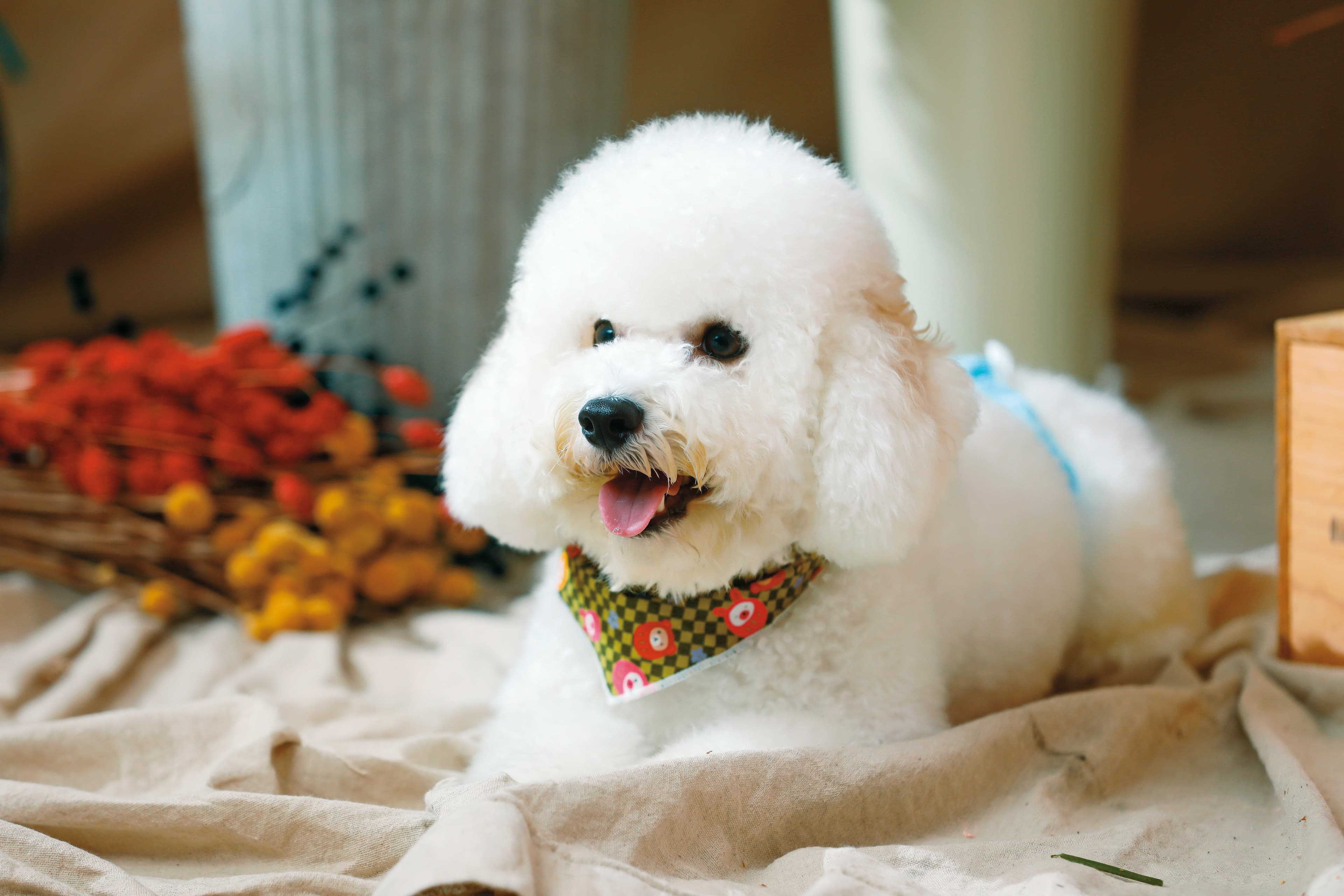 比熊犬MULU才1歲多,最愛跟在笑笑身邊,不過對於抱抱很敏感。