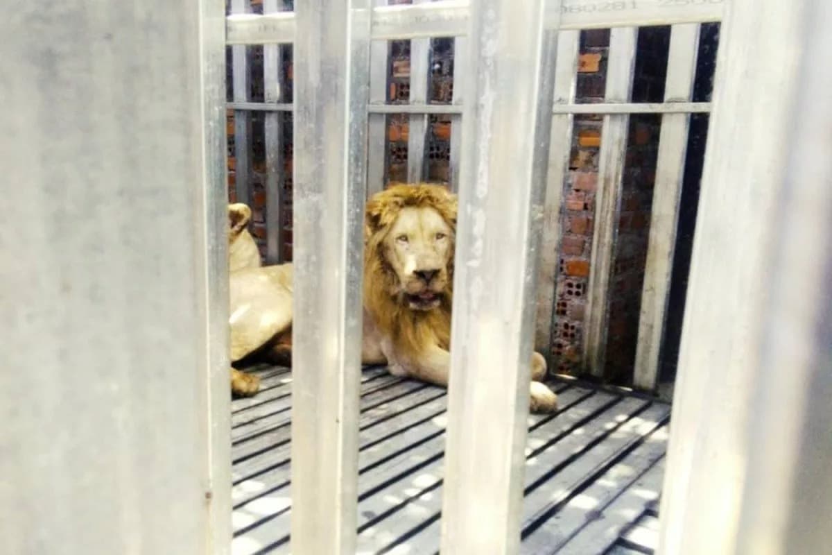 這5隻猛獸被發現時皆處於極度飢餓的狀態。（泰國國家公園、野生動植物保護局提供）