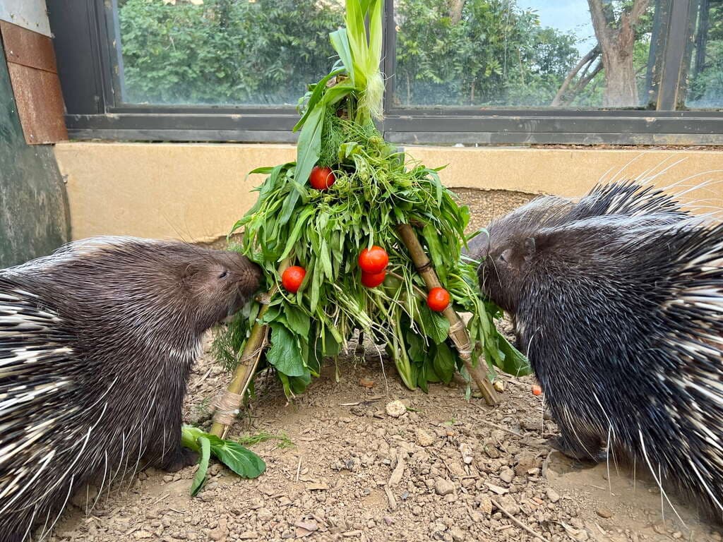 冠豪豬大快朵頤以當季時蔬搭配聖女小番茄的小耶誕樹。(壽山動物園提供)