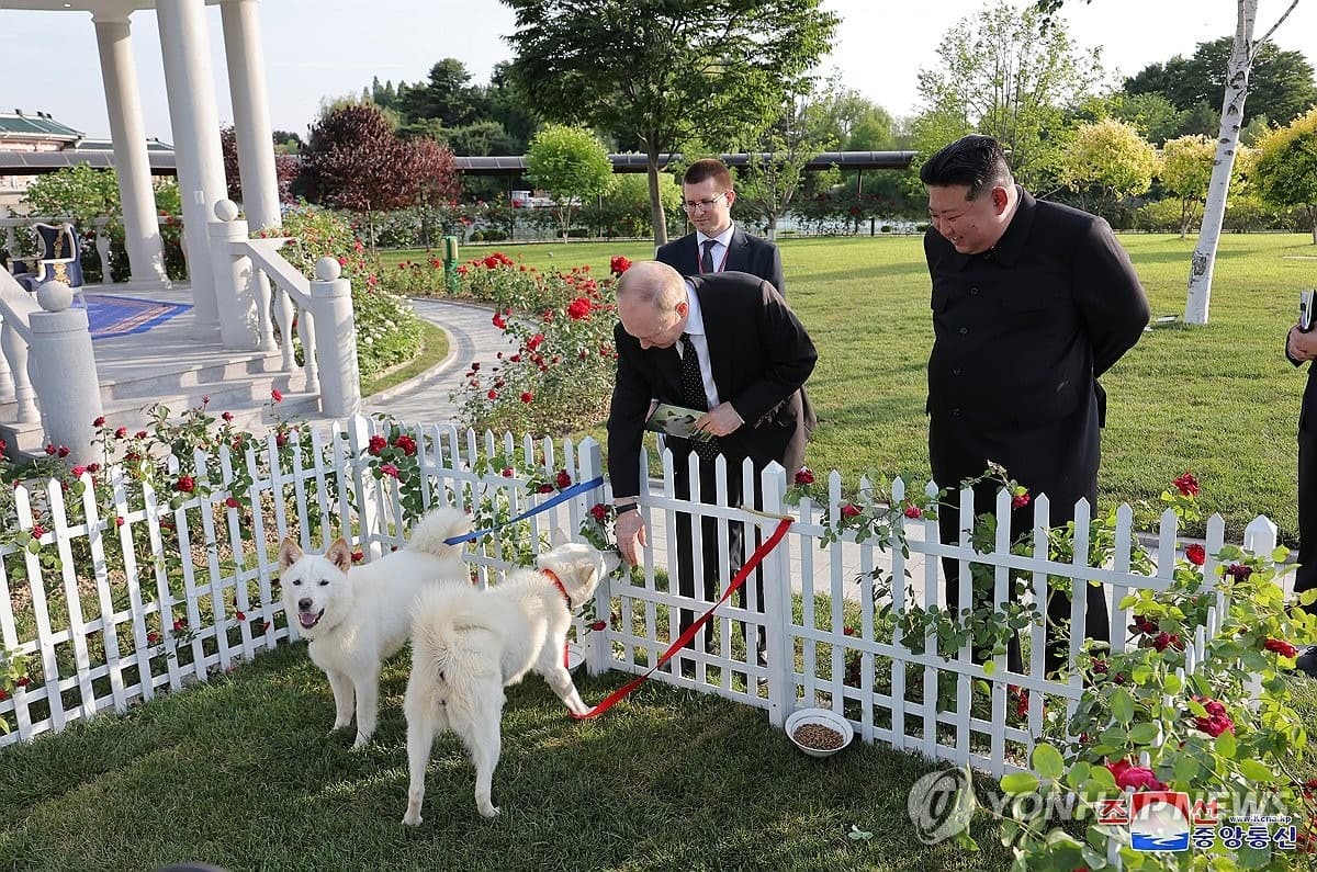 金正恩送豐山犬給普丁。(翻自《韓聯社》)