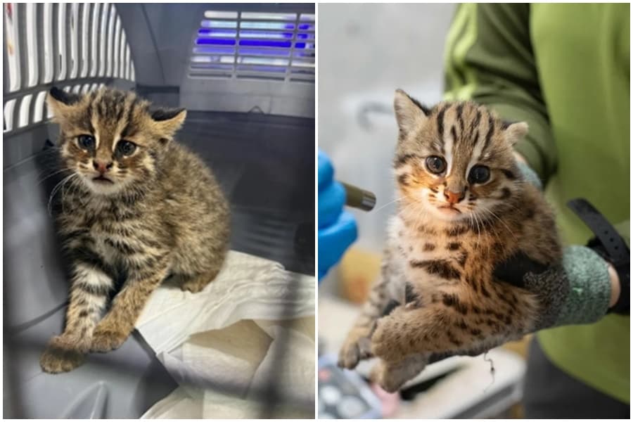 韓國石虎被當成野貓抓進收容所,其公告照片,與北市動物園石虎寶寶照,高度相似。(右圖為台北市立動物園提供;左圖翻攝自Threads)