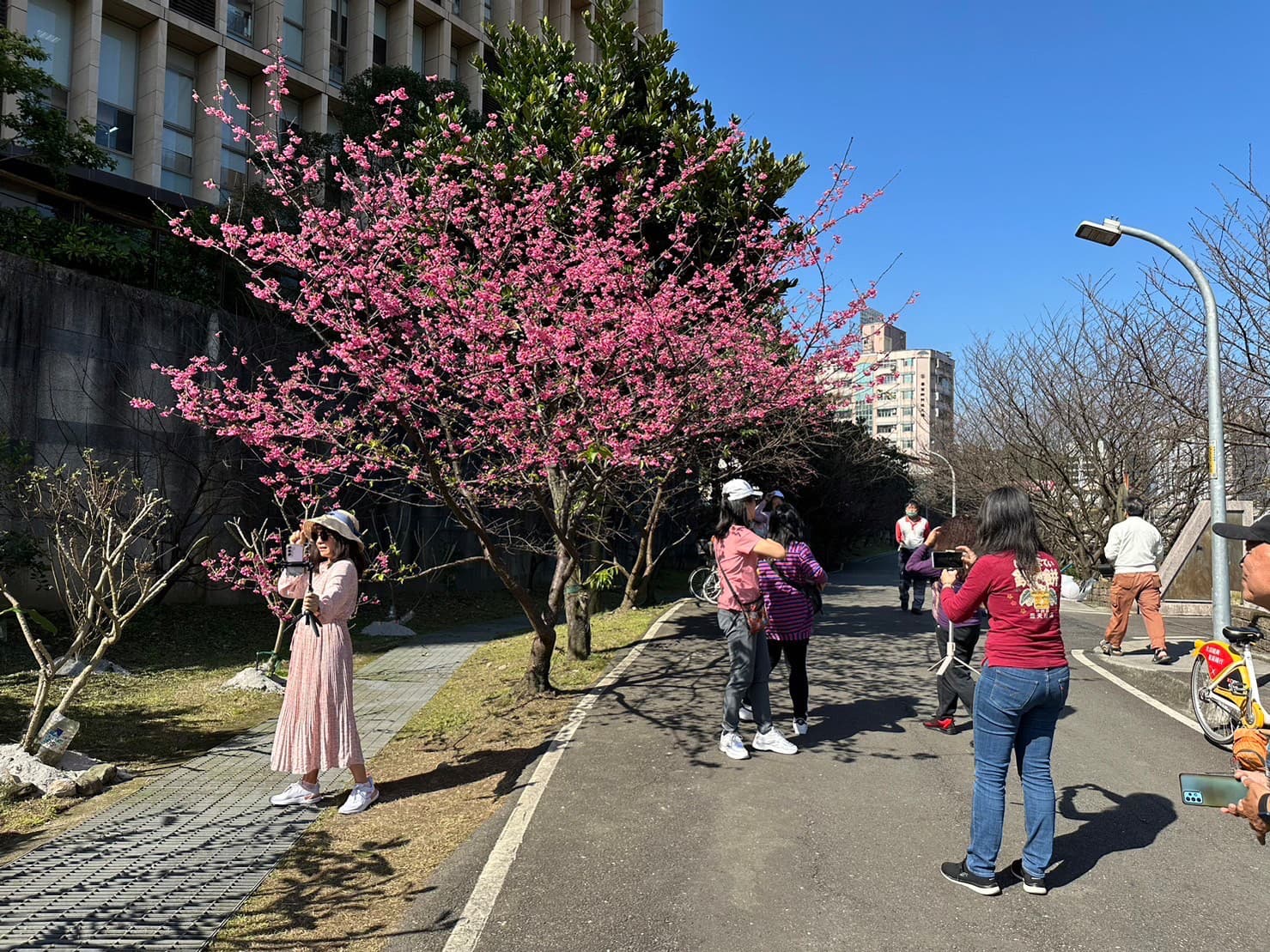 康誥坑溪櫻花大道適合民眾前來拍照打卡。(新北市景觀處提供)