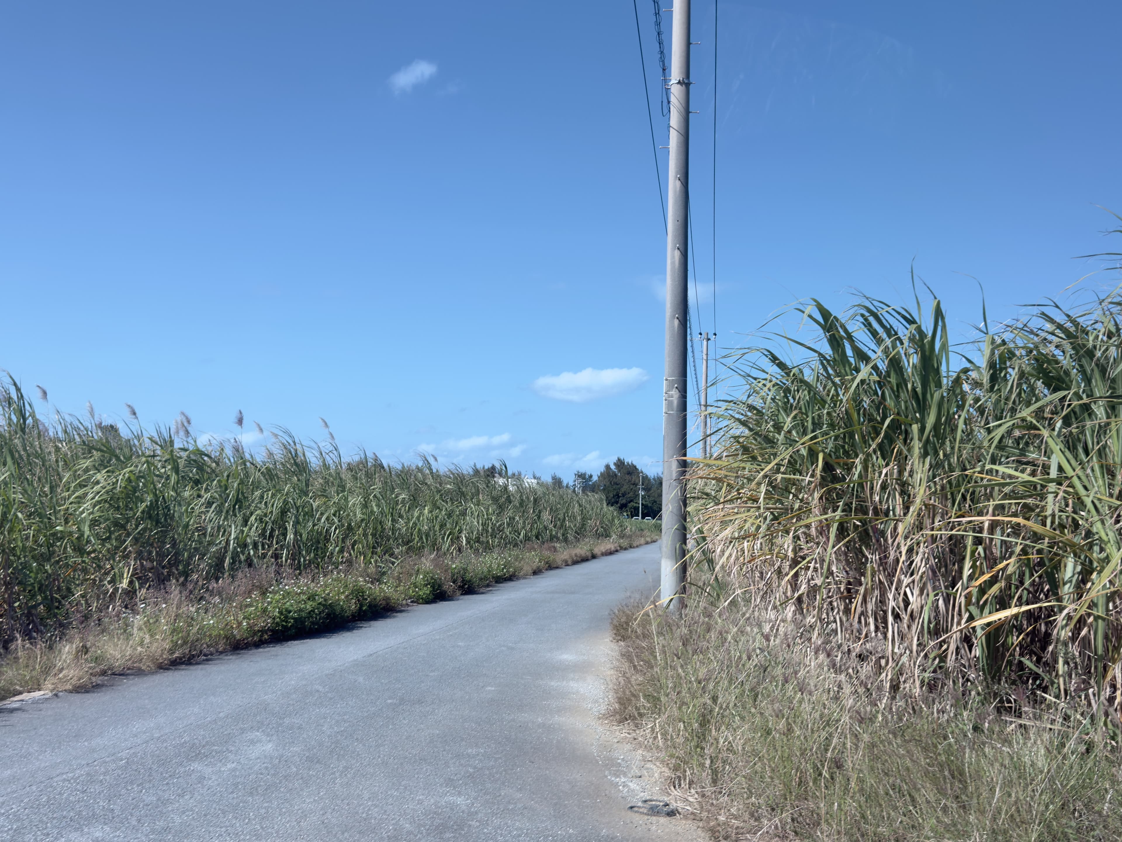 度假村座落在甘蔗田之中,車行其間,綠意隨海風搖曳。