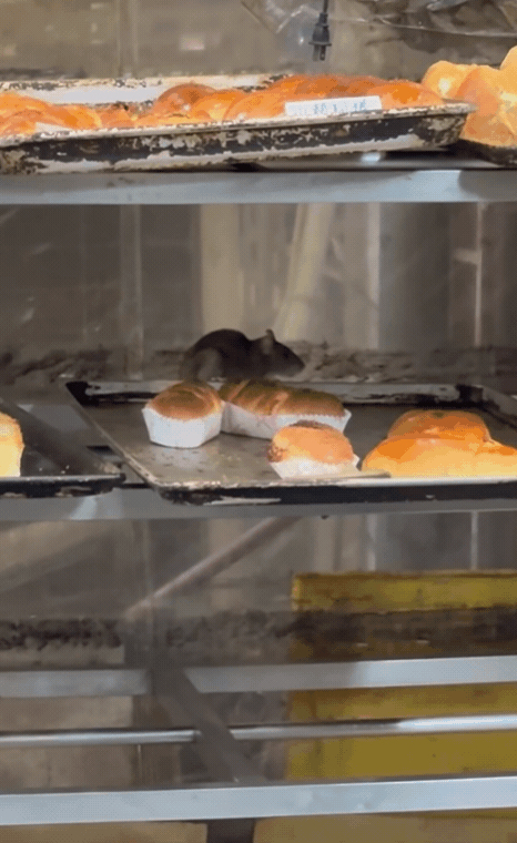 有網友直擊三重麵包店，架上的麵包上竟有老鼠來回啃食。（翻攝自臉書@爆料公社）
