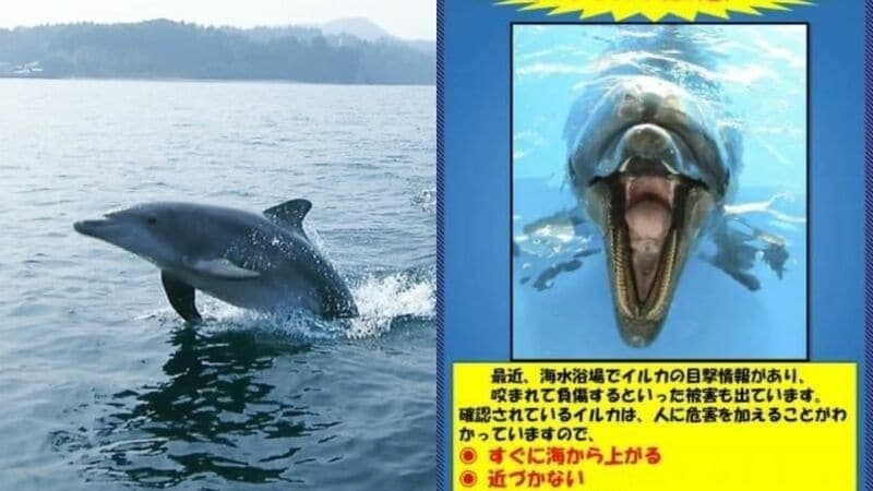 專家研判應是「阿鈴」單獨犯案。(翻自日本雅虎)