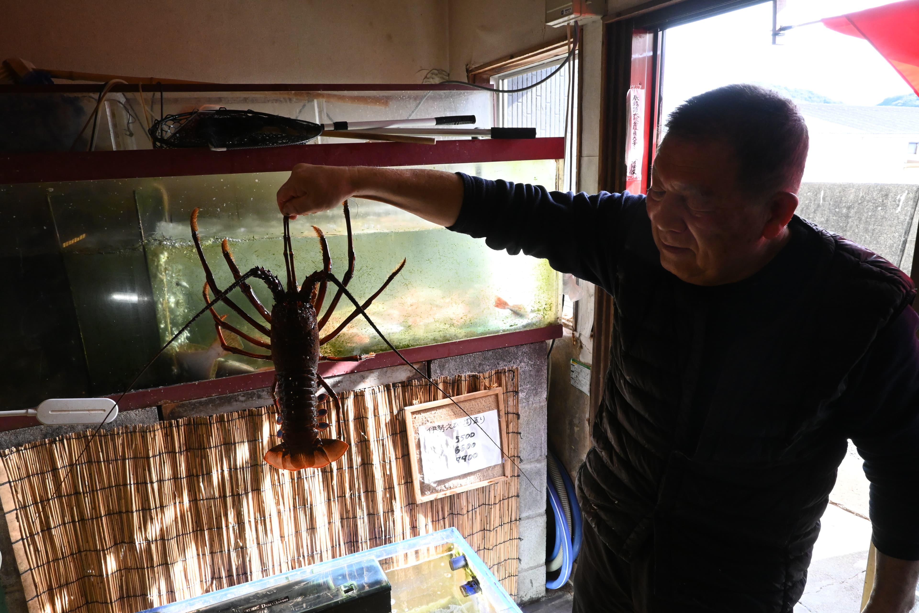 店裡提供現流海鮮料理,要吃伊勢龍蝦當然也有。
