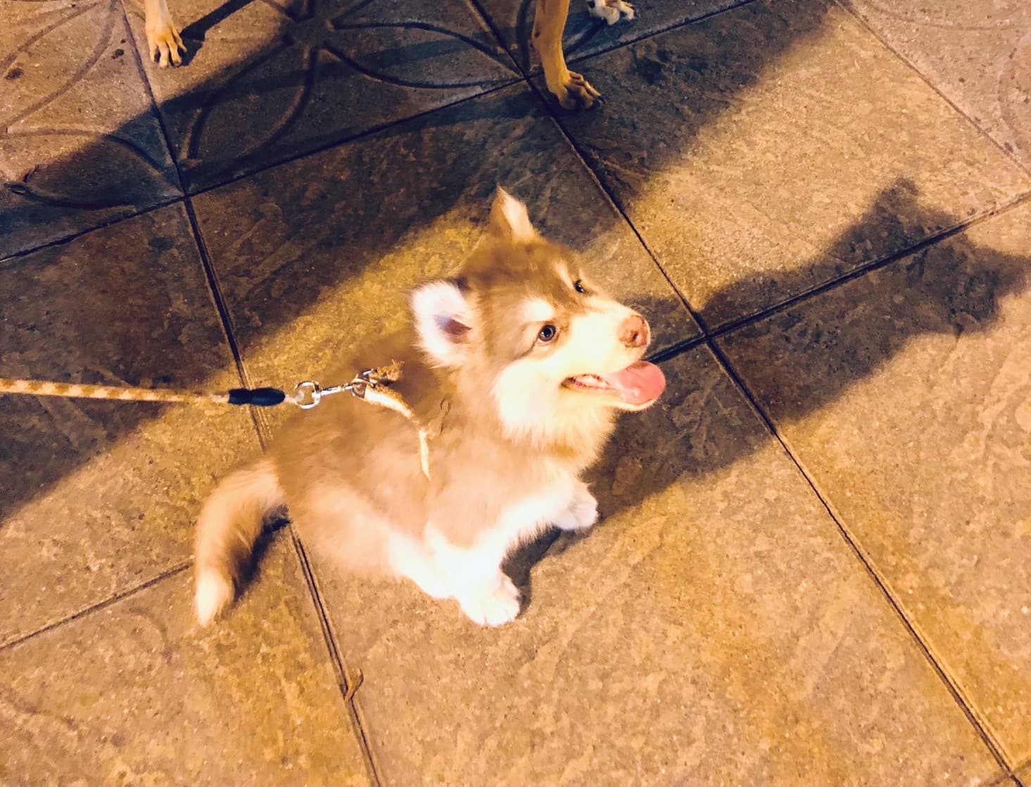 幼犬活潑好動更應該繫緊牽繩。(新北動保處提供)
