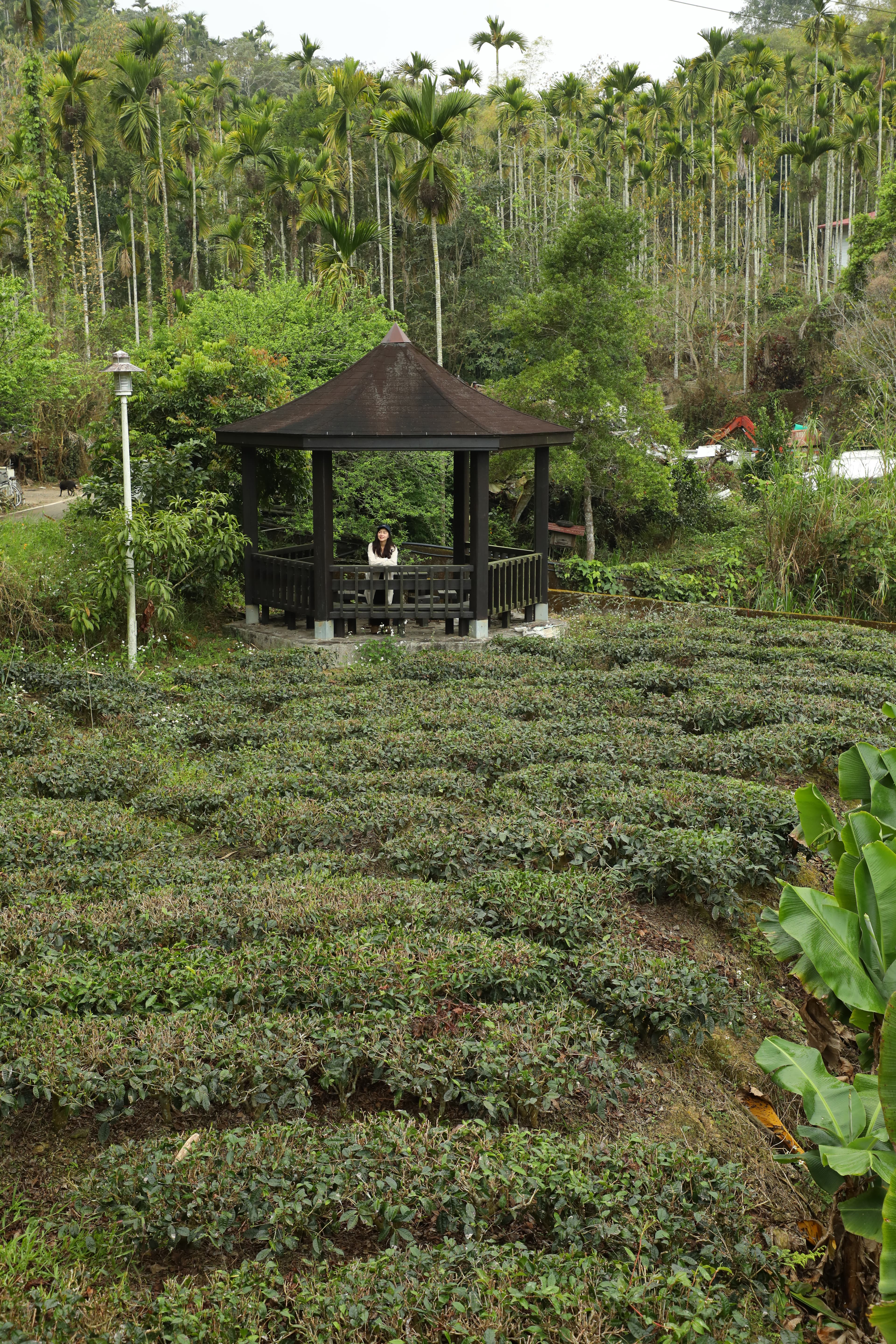 清晨步行到附近的茶園森呼吸,一早就心情很好。