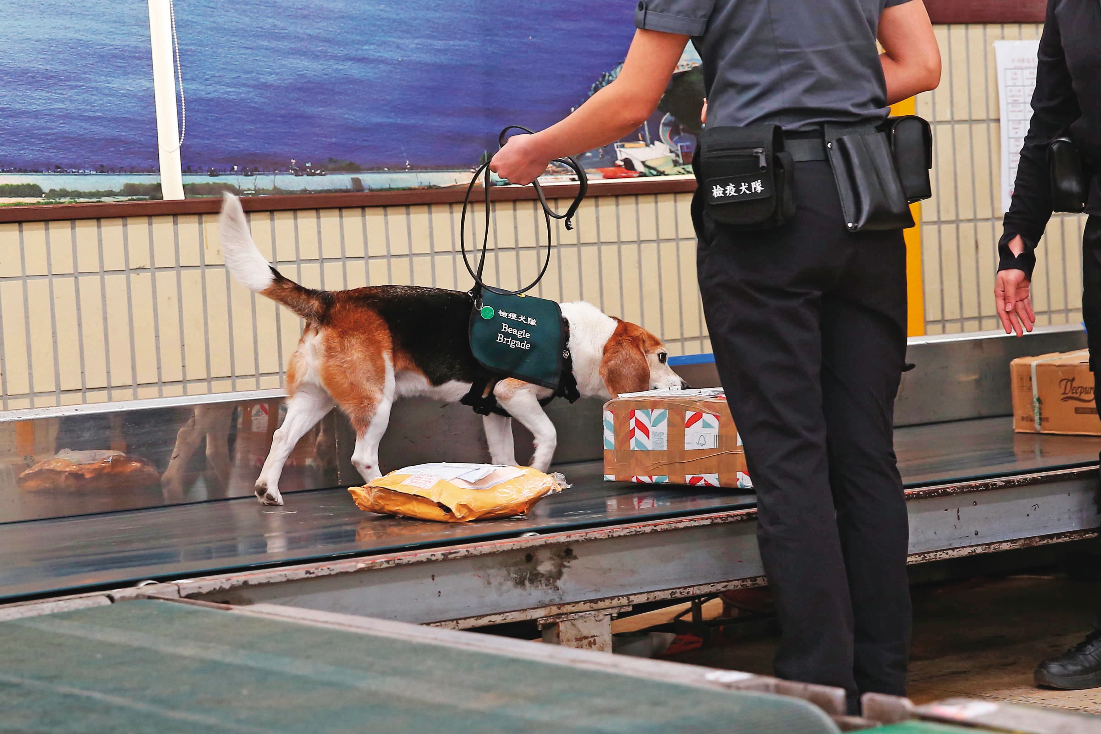緝毒犬會抽驗自國外寄回台的包裹,去年聞出寄往殷琪家的物品有大麻。(示意圖)