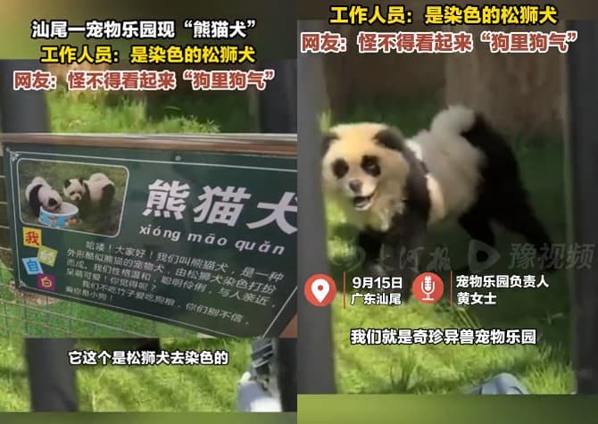 園區告示貓熊犬是將狗染色扮成貓熊,目前是園區的明星動物。(翻攝微博)