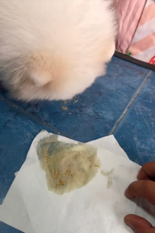 2隻毛孩陸續出現嘔吐及排泄出金碎片的異狀,2人隨即火速將牠們送往獸醫院。(翻攝自TikTok@pompomgang888)