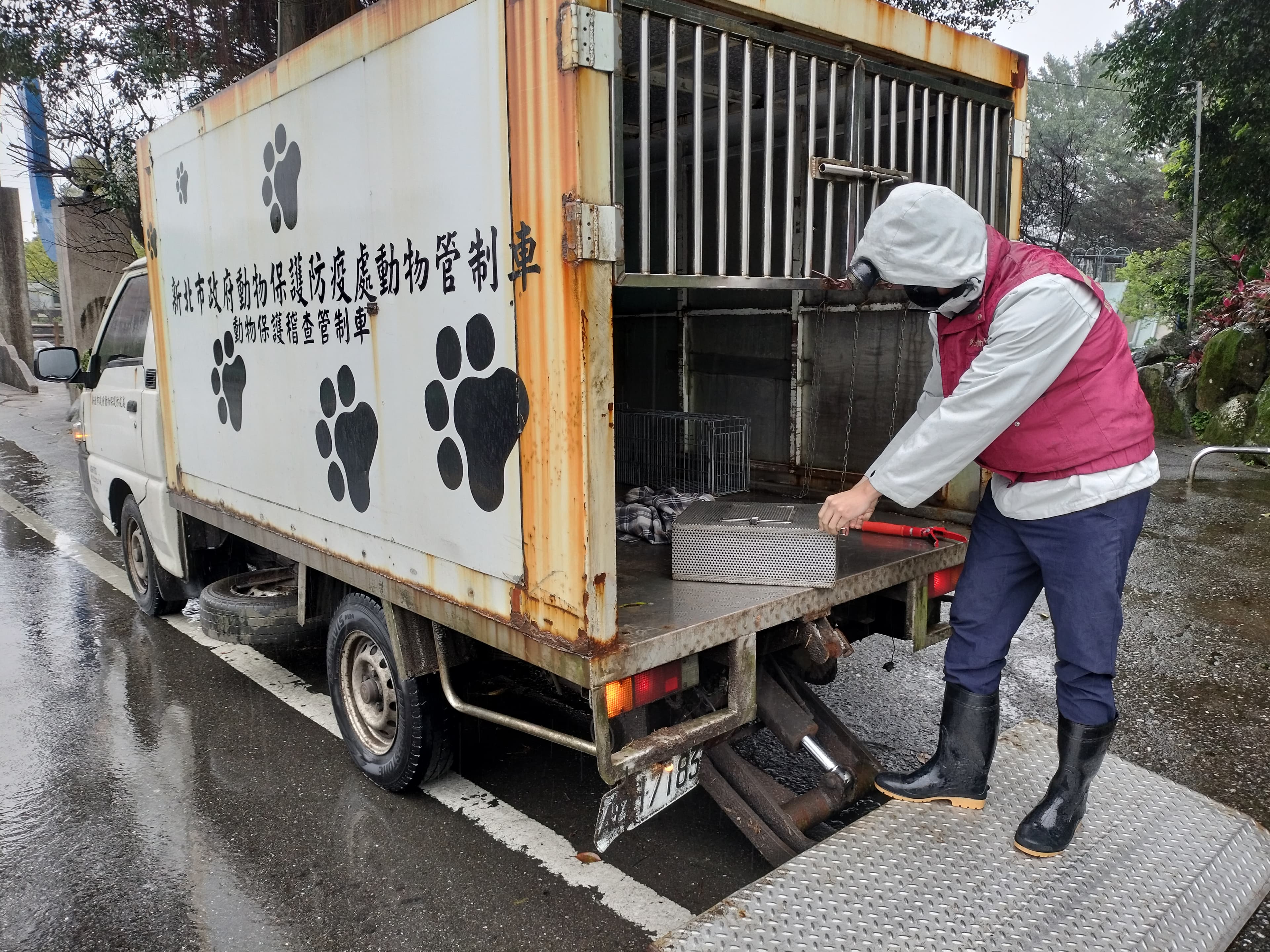動保員將紅斑蛇移除帶至深山林地野放。(新北動保處提供)
