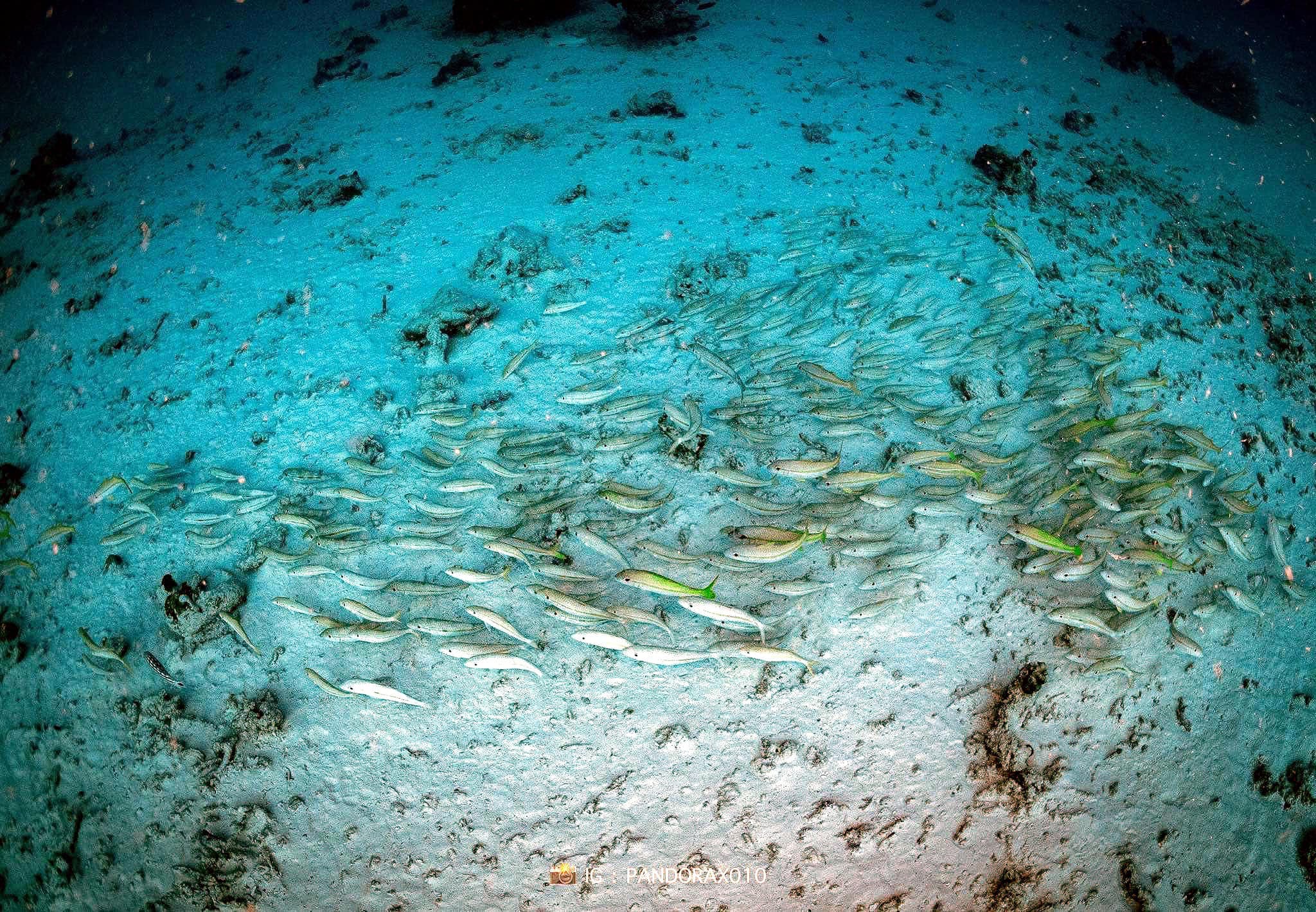 研究顯示魚類具備感知地震能力,對水中震波十分敏感。(翻設臉書@Thon Thamrongnawasawat)
