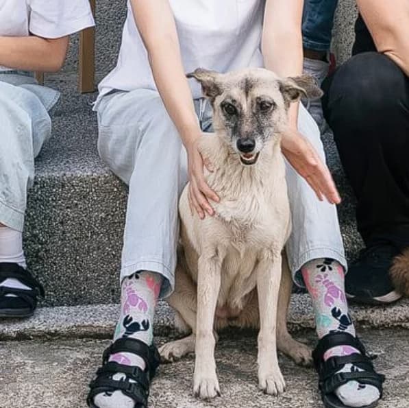布丁原是樂陶陶中途的浪犬,現在也被收編為店狗。(翻攝自樂陶陶官網)