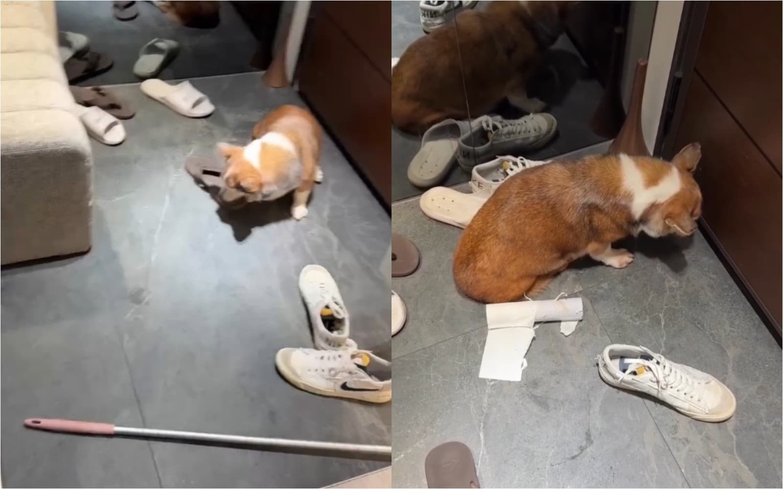 詹男對柯基犬暴打飆罵,引發公憤。(翻攝自Threads)