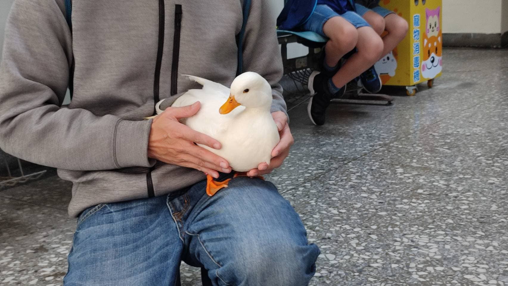 飼主汪先生非常高興找回受地震驚嚇小柯爾鴨。(新北動保處提供)
