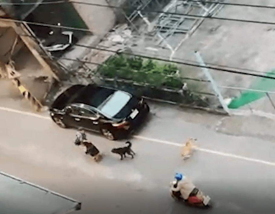犬隻疏縱追車造成交通危險。(新北動保處提供)