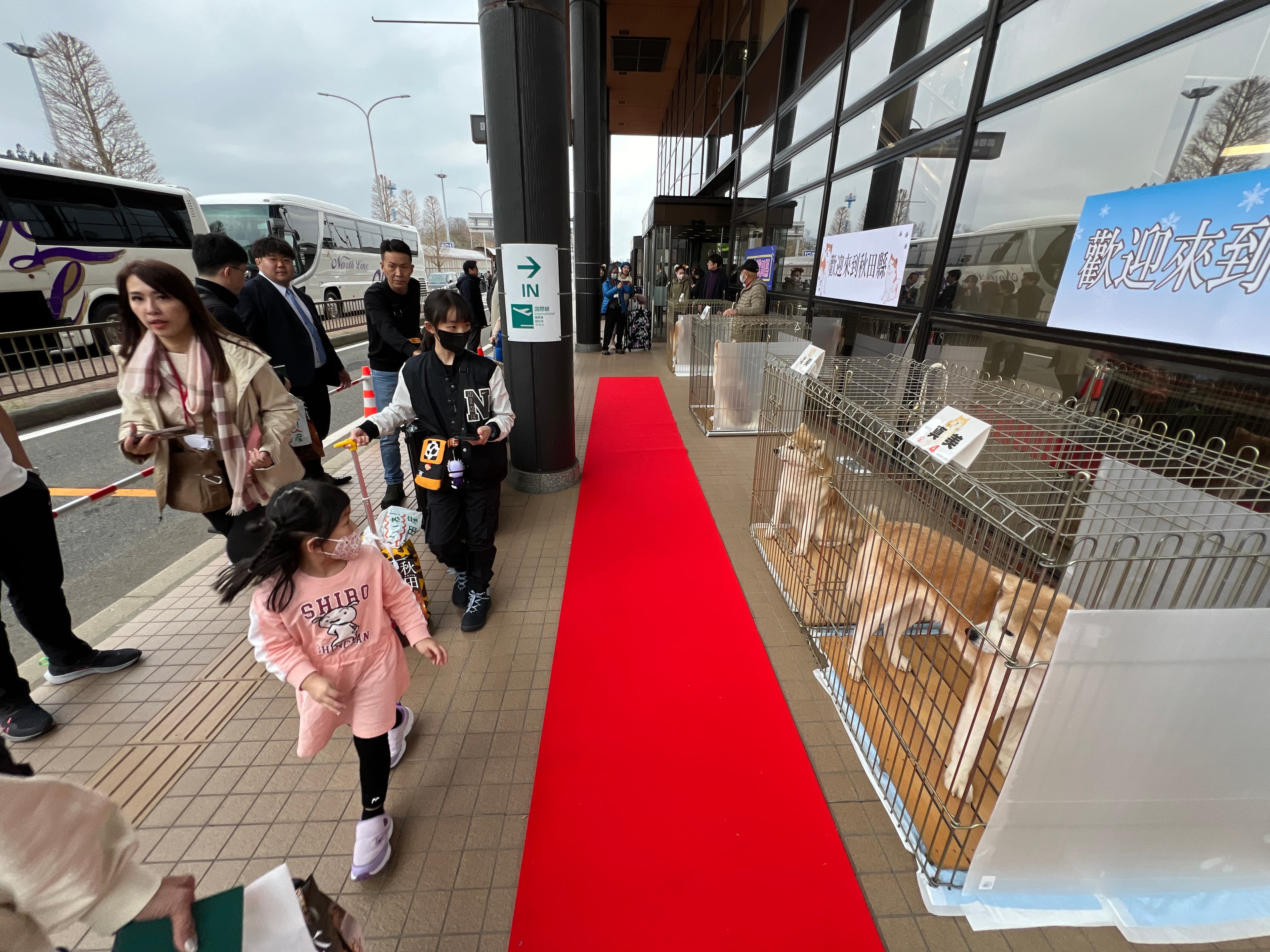 小遊客出機場後,視線緊黏著秋田犬。