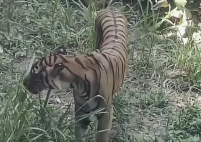 廣州動物園今年初才因體態瘦弱的華南虎爆發過爭議。（翻攝畫面）