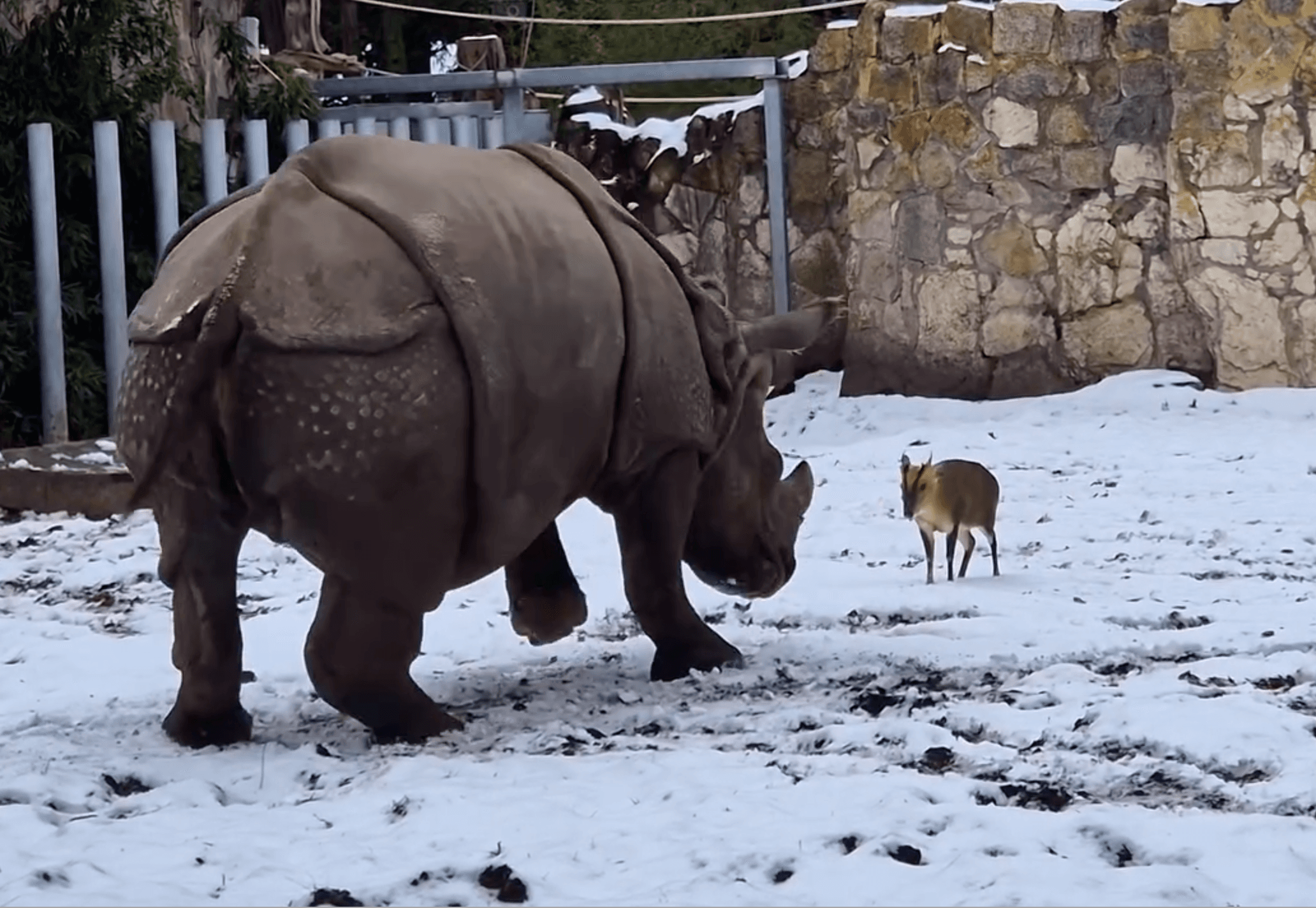 公山羌和母犀牛「對決」畫面在網路上瘋傳。(翻攝ZOO Wrocław臉書)