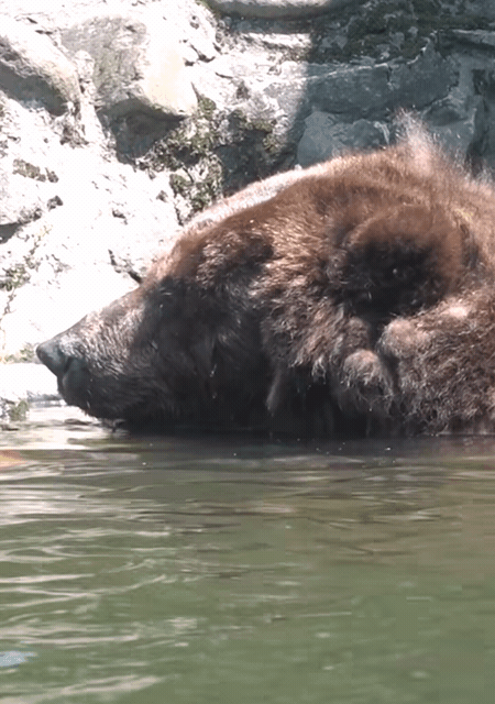 小喬開心自在地在水裡嬉戲。(北市動物園提供)