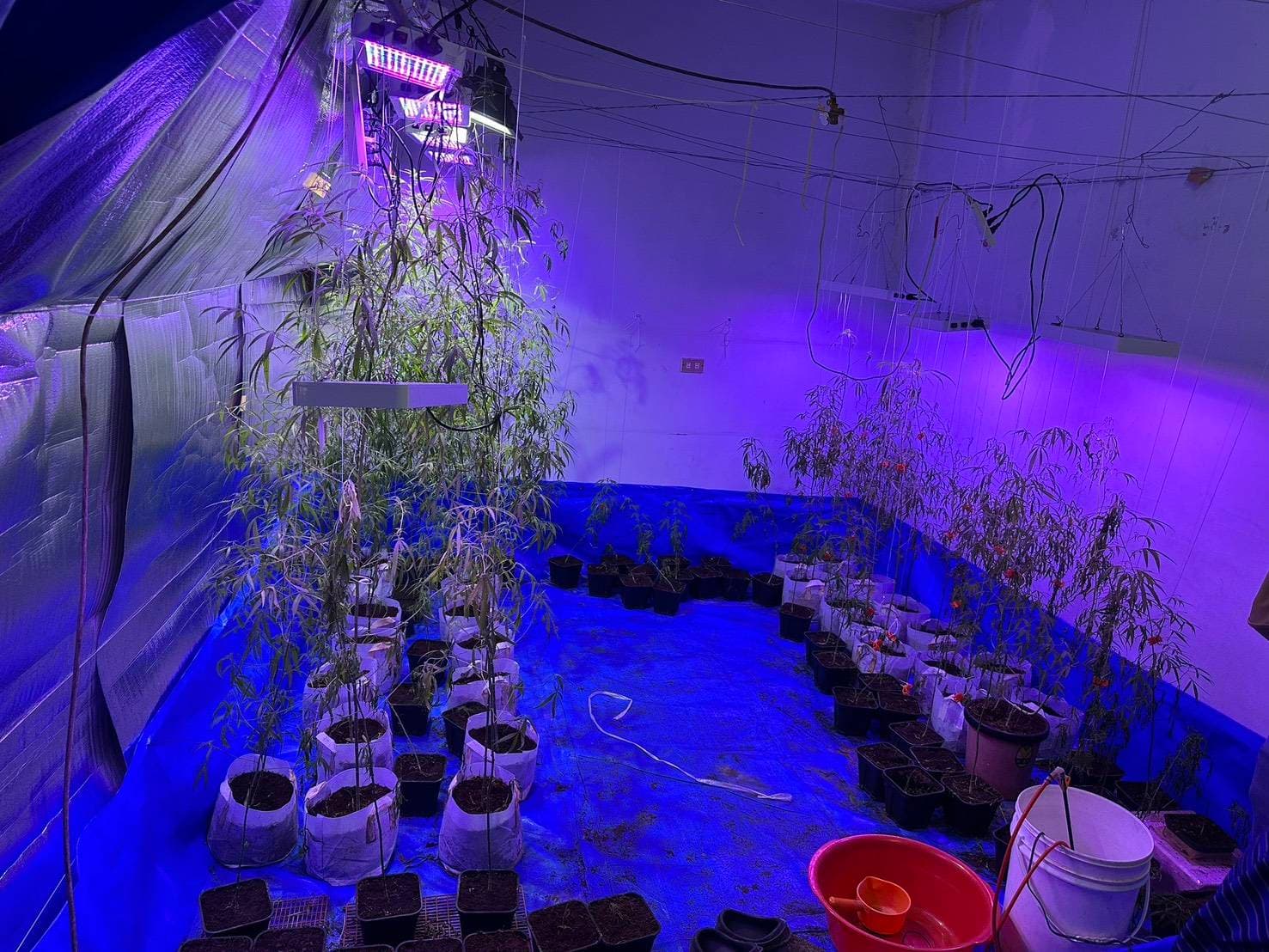 楊嫌想種大麻抵債被逮獲 。(中打提供)