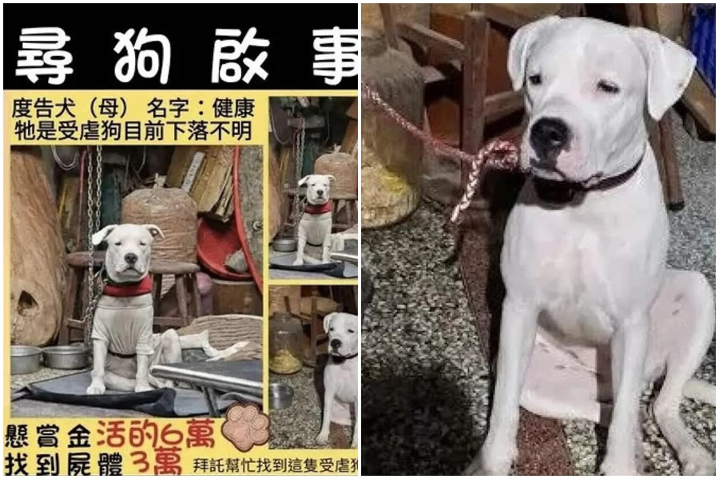杜告母犬健康日前遭爆被飼主虐待後失蹤,愛狗人士發出尋狗啟事,並祭出報酬盼大家幫忙尋找。(翻攝自Threads)