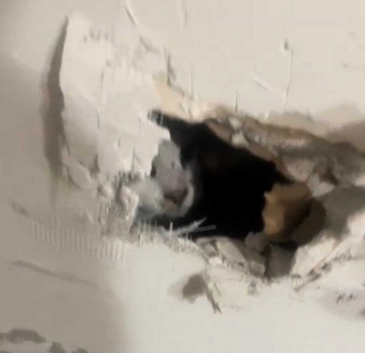 結依鑿洞,發現是她的貓被封死在牆內。(翻自《每日星報》)