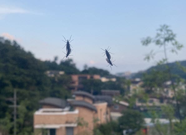 愛情蟲趨光，經常停在紗窗上交配。（翻攝韓聯社）