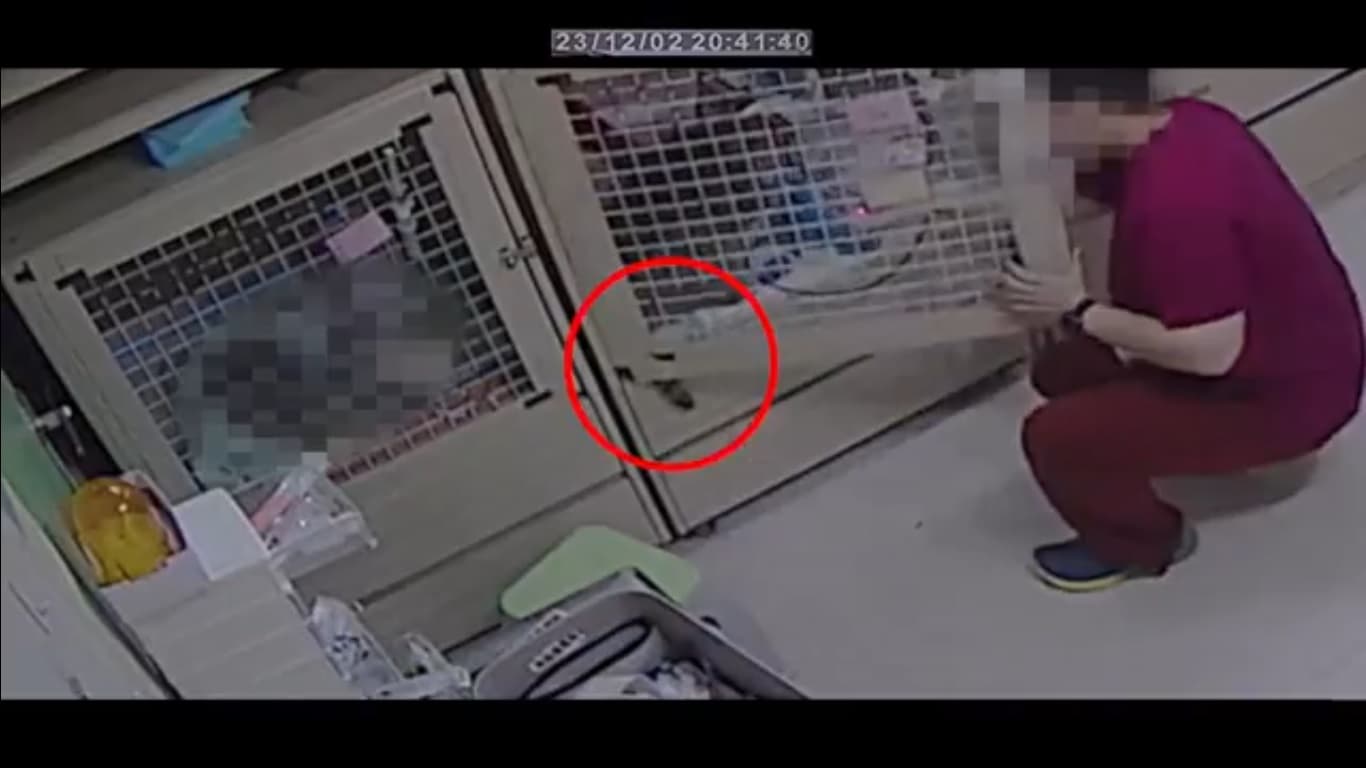 A先生指控動物醫院助理在關籠時夾到貓咪尾巴,聽聞慘叫卻粗暴將貓推去撞牆。(讀者提供)