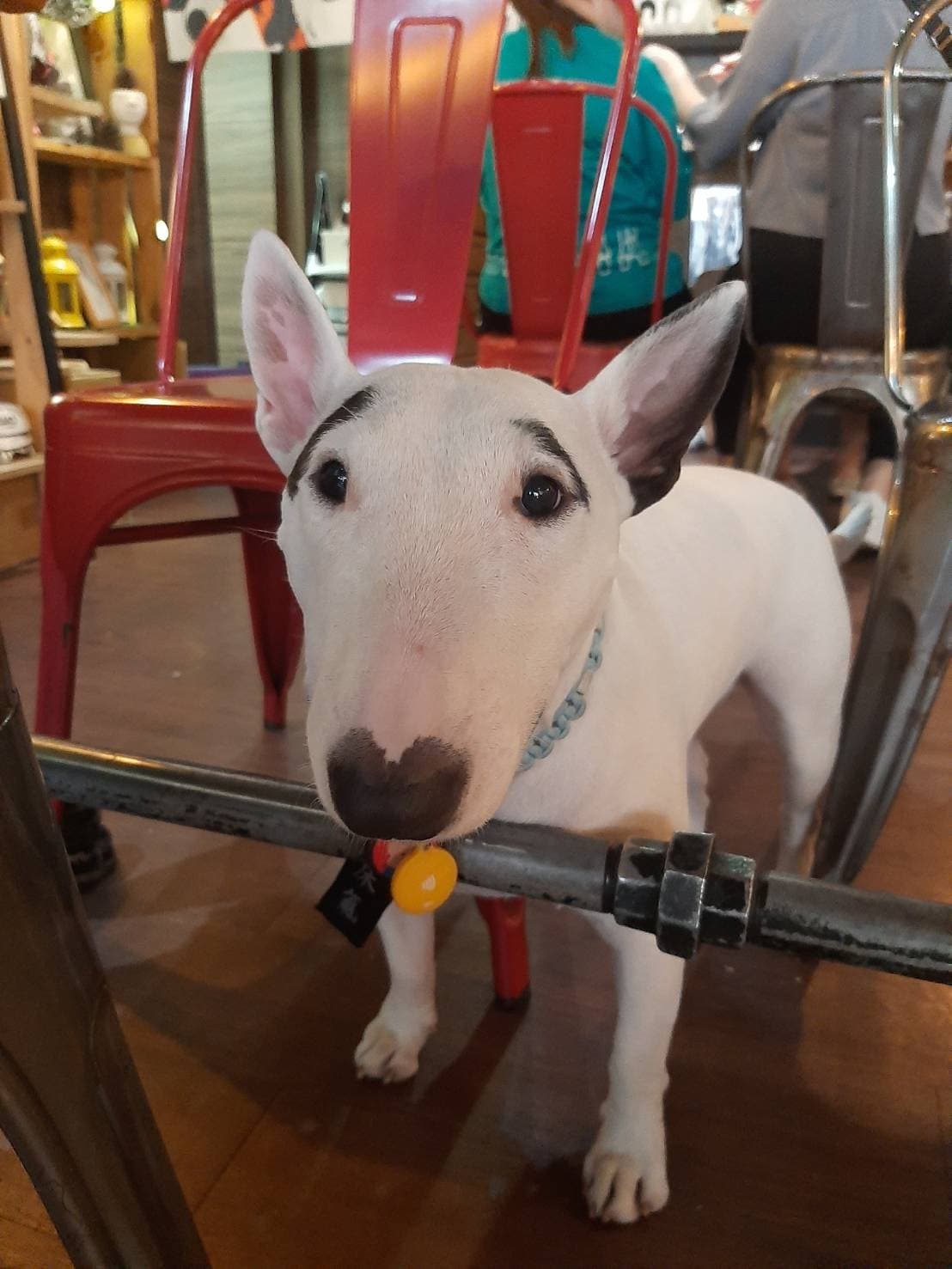 這隻牛頭耿「舒淇」是該名員工所飼養的狗狗,也是店內唯一非大型犬店狗,有著富有喜感的眉毛及愛心鼻子,深受客人喜愛。然而,不久前有讀者發現,店內再也沒出現過舒淇的蹤影,菜單上的狗狗店長們簡介的舒淇頭像也被遮住。