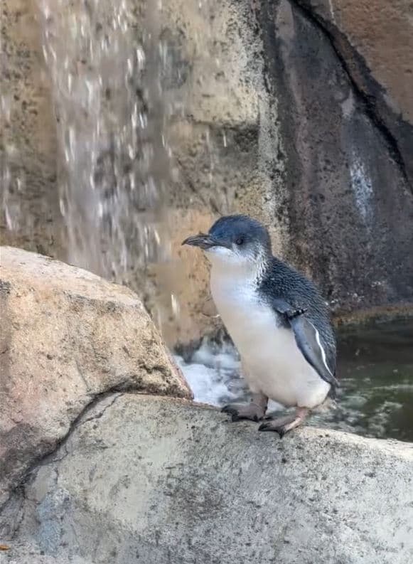 拉茲已經是25歲的「奶奶」,還是無敵可愛。(翻攝Cincinnati Zoo & Botanical Garden 臉書)