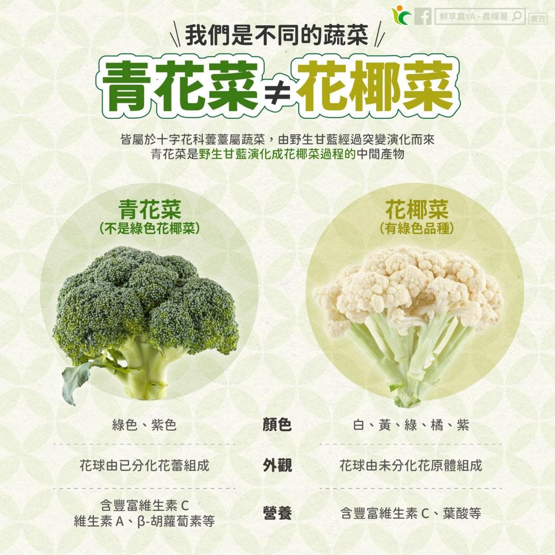 農糧署說明,青花菜和花椰菜其實是不同的蔬菜。(農糧署提供)