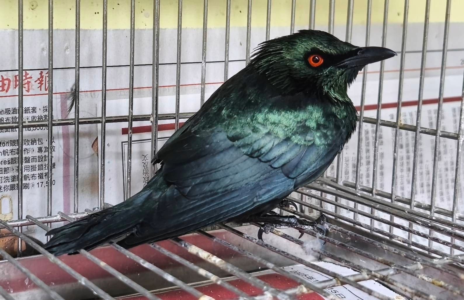 紅眼怪鳥突現身。(取自新北動保處官網)